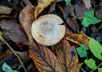 Rötender Erd-Ritterling (Tricholoma orirubens) - © Mag. Bernard Wieser